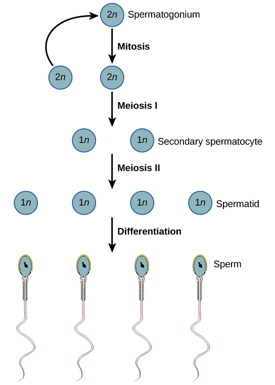 NEET Previous Year Questions (2016-2025): Human Reproduction | Biology Class 12