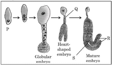Multiple Choice Questions (MCQs) - 1 Mark