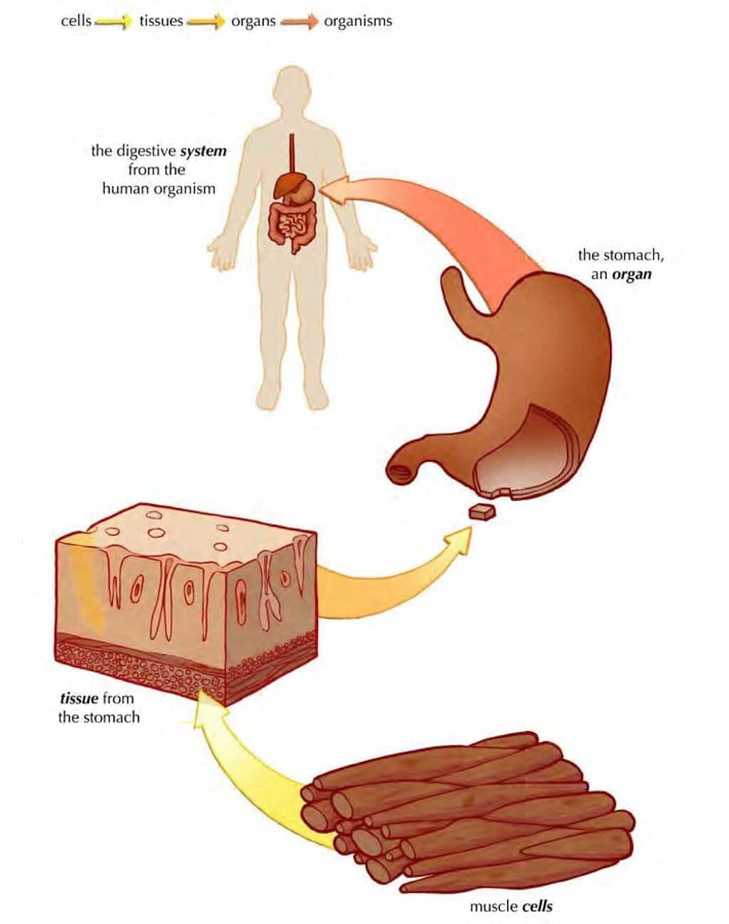 Organisation of cells in macroscopic organisms