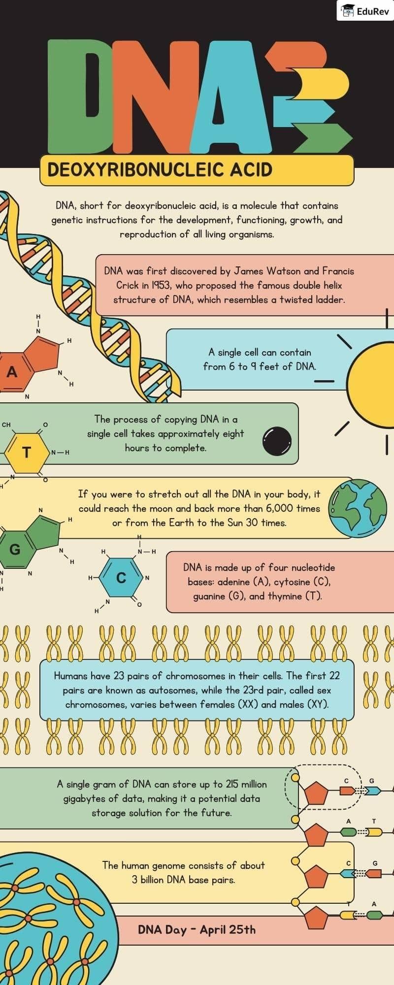 Infographics: Our Genetic Material DNA | Biology Class 12 - NEET