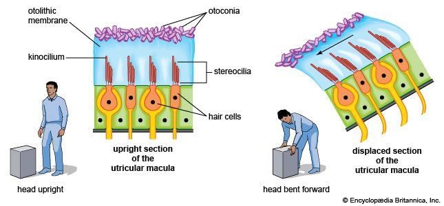 Revision Notes: Sense Organs | Biology for SSS 3
