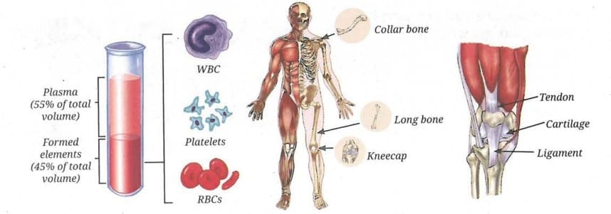 Types of connective tissues