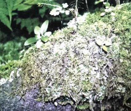 Classification of Plants Chapter Notes | Biology Class 7 ICSE