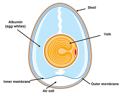 Topic: Animal Life – Reproduction in Animals | Environmental Science - Class  4 | EWF