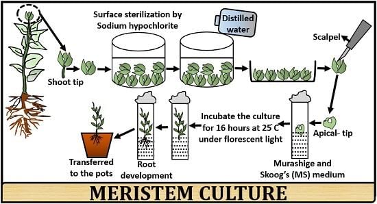 What is Meristem Culture? Definition, Process & Applications - Biology  Reader