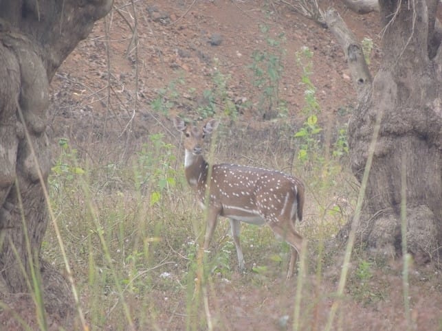 Achanakmar Tiger Reserve