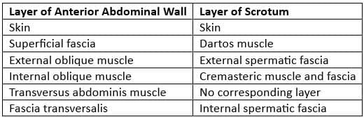 Pectineal (Cooper) Ligament