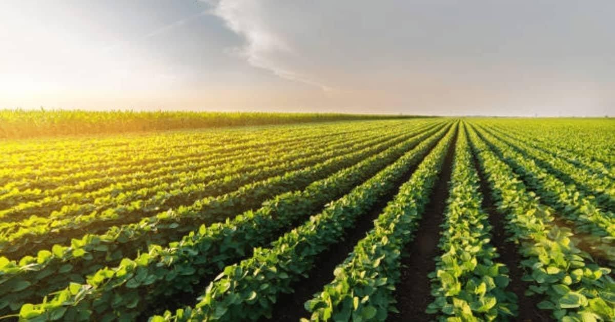 Revision Notes: Agriculture in India I-Food Crops | Geography Class 10 ICSE