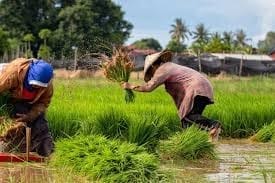 Carbon Credits Offer New Income Stream for Rice Farmers