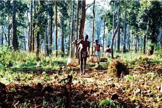 Class 9 History Chapter 4 Notes - Forest Society and Colonialism