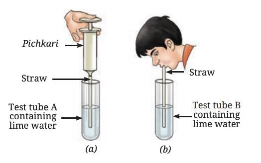 Life Processes in Animals Class 7 Notes Science Chapter 9 Free PDF