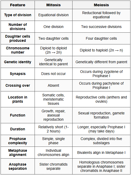 6. Comparison: Mitosis vs. Meiosis