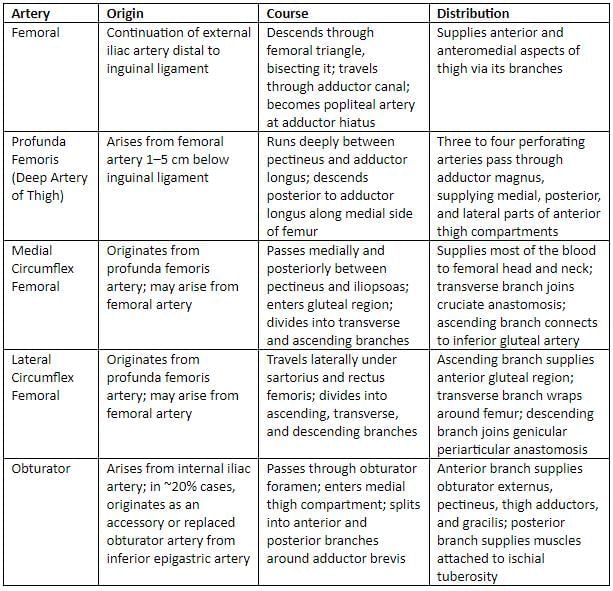 Lower Limb - 2 Chapter Notes | Anatomy - NEET PG