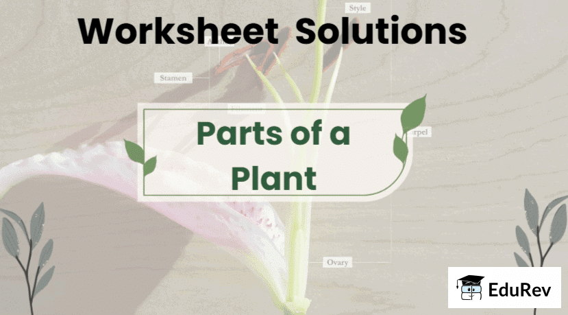 Class 3 Science - Parts of a Plant - CBSE Worksheets Solutions