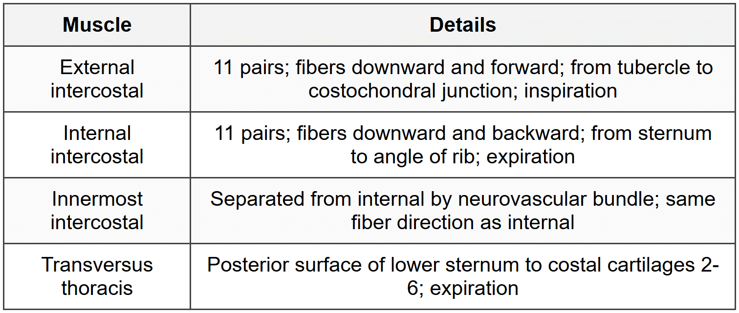 1.4.1 Intercostal Muscles