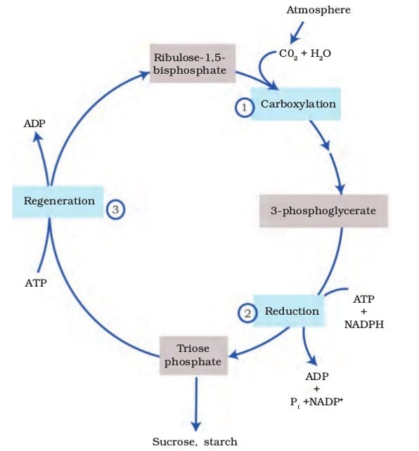 2.2.3 Stage 3: Regeneration
