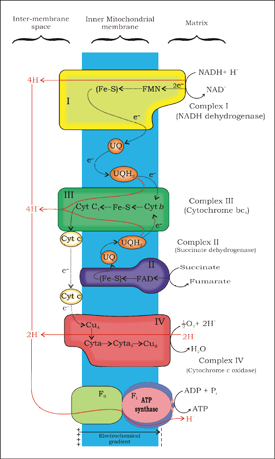 4. Electron Transport System (ETS) Mnemonics