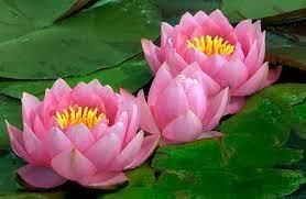 Facts on Flowers | General Knowledge for Young Learners - Class 1