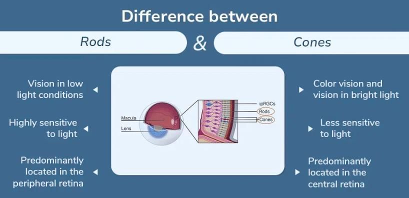 The Human Eye | Science Class 10