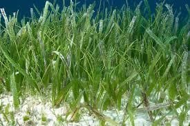 Turtle Grass