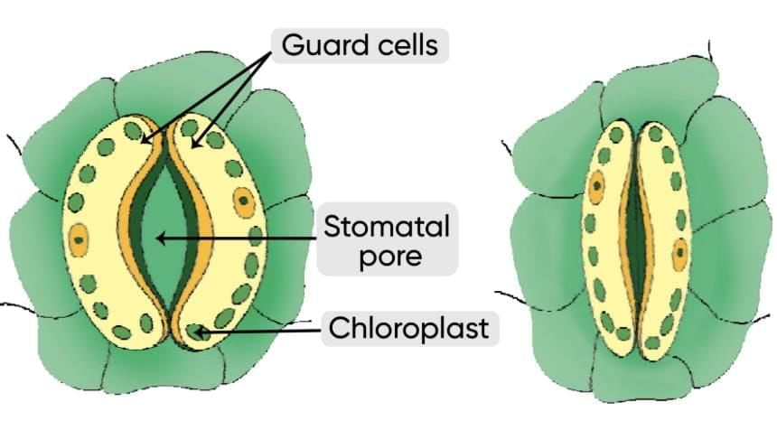 Class 10 Science Chapter 5 Previous Year Questions - Life Processes