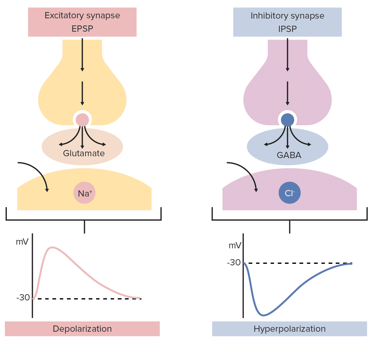 2.3 Nature of Post-Synaptic Potential