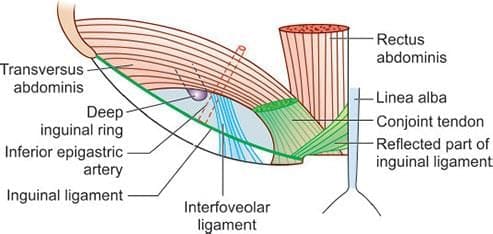 Interfoveolar ligament