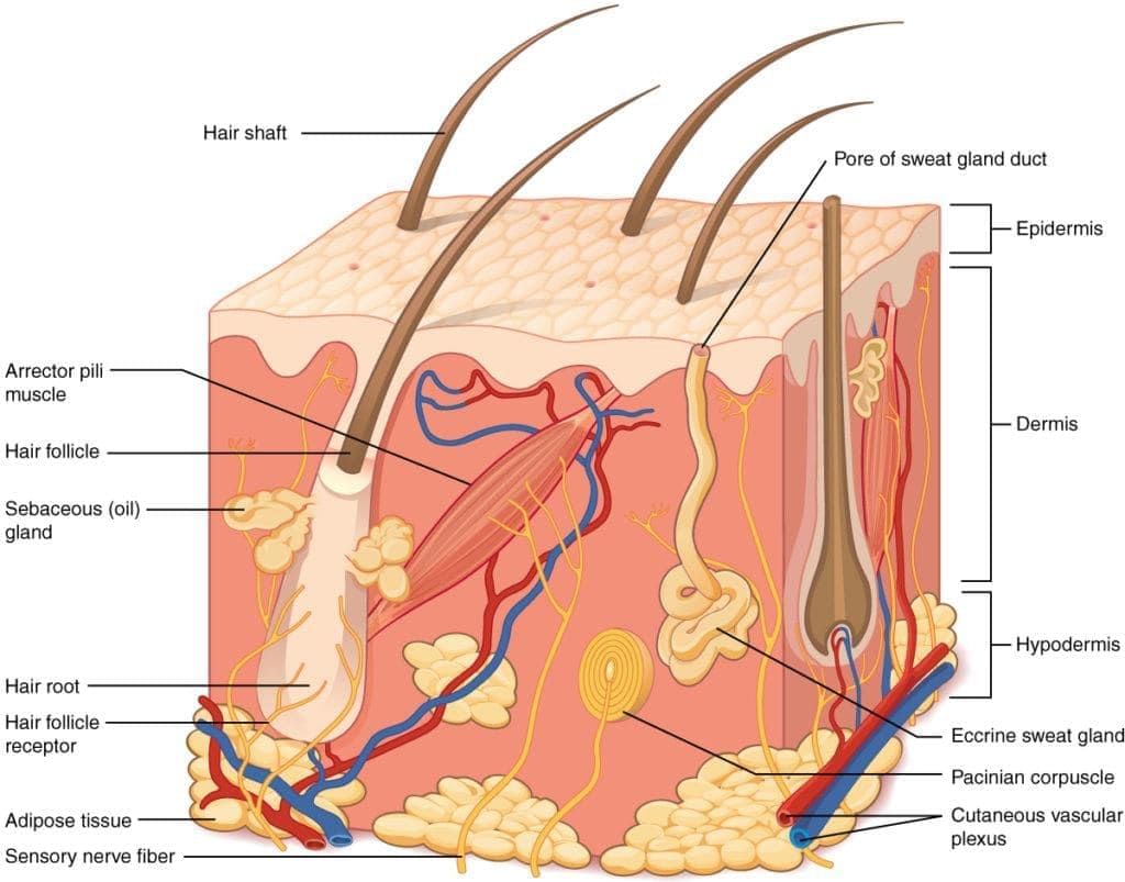 Effects of Cold and Heat Chapter Notes | Forensic Medicine and Toxicology (FMT) - NEET PG
