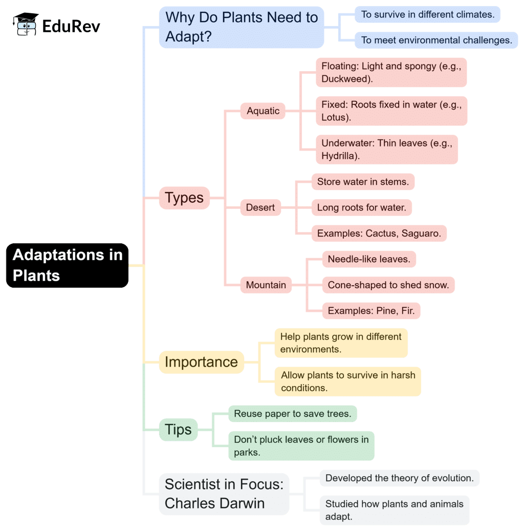 Mind Map: Adaptations in Plants | Science for Class 4