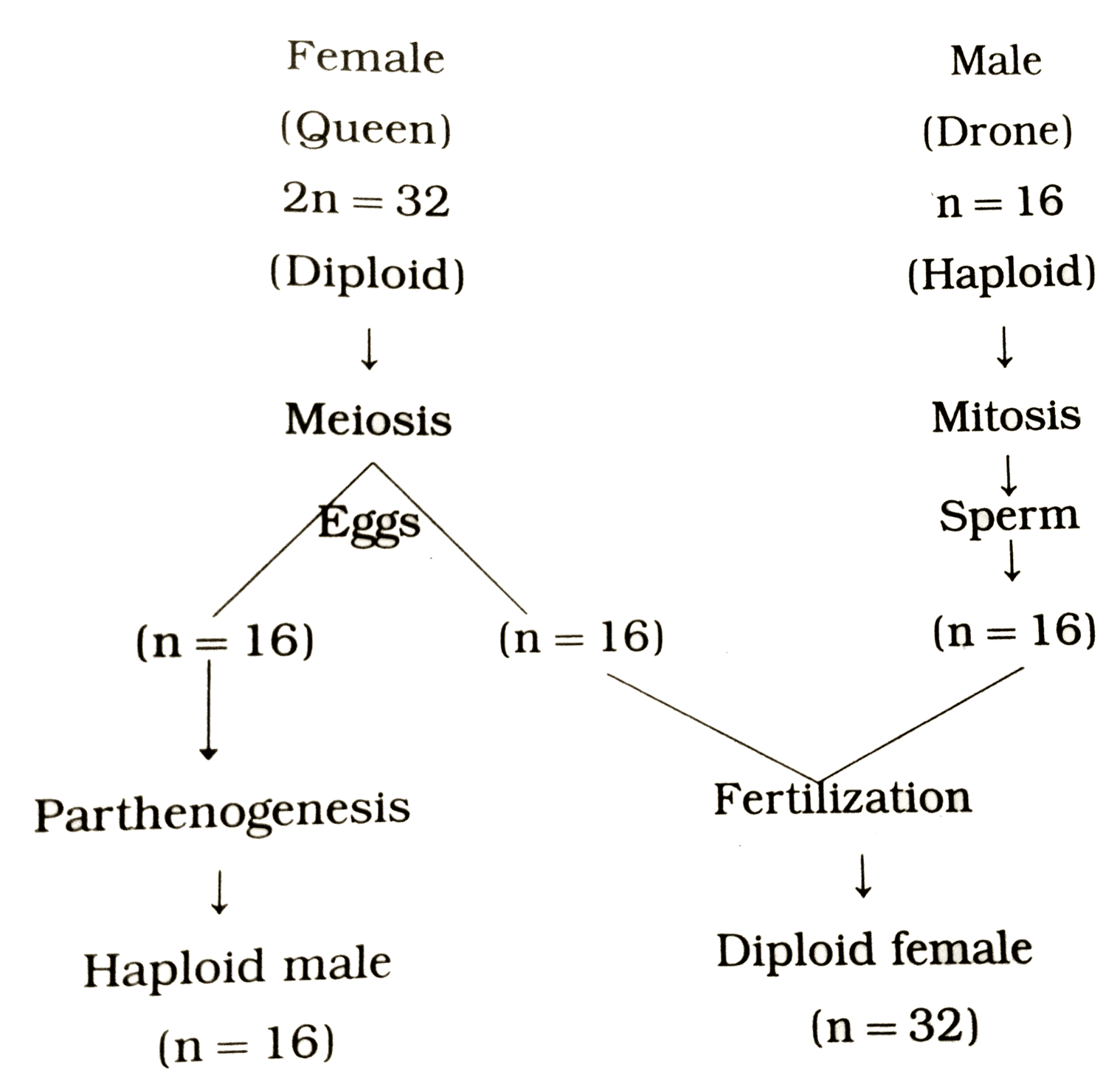 Sex Determination in Honey bees