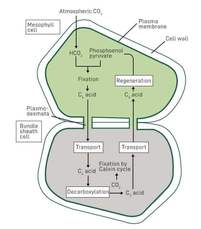 3.4.3 Regeneration of CO₂ Acceptor