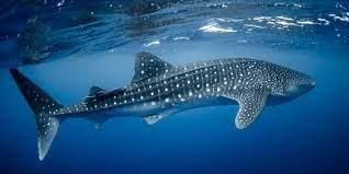 Endangered Animals | General Knowledge for Young Learners - Class 1