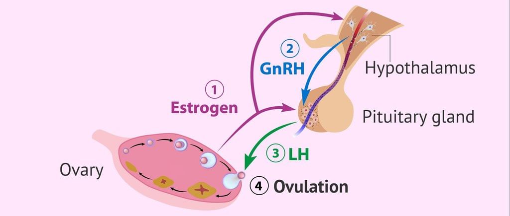 Revision Notes: Endocrine Glands - The Producers of Chemical Messengers | Biology Class 10 ICSE