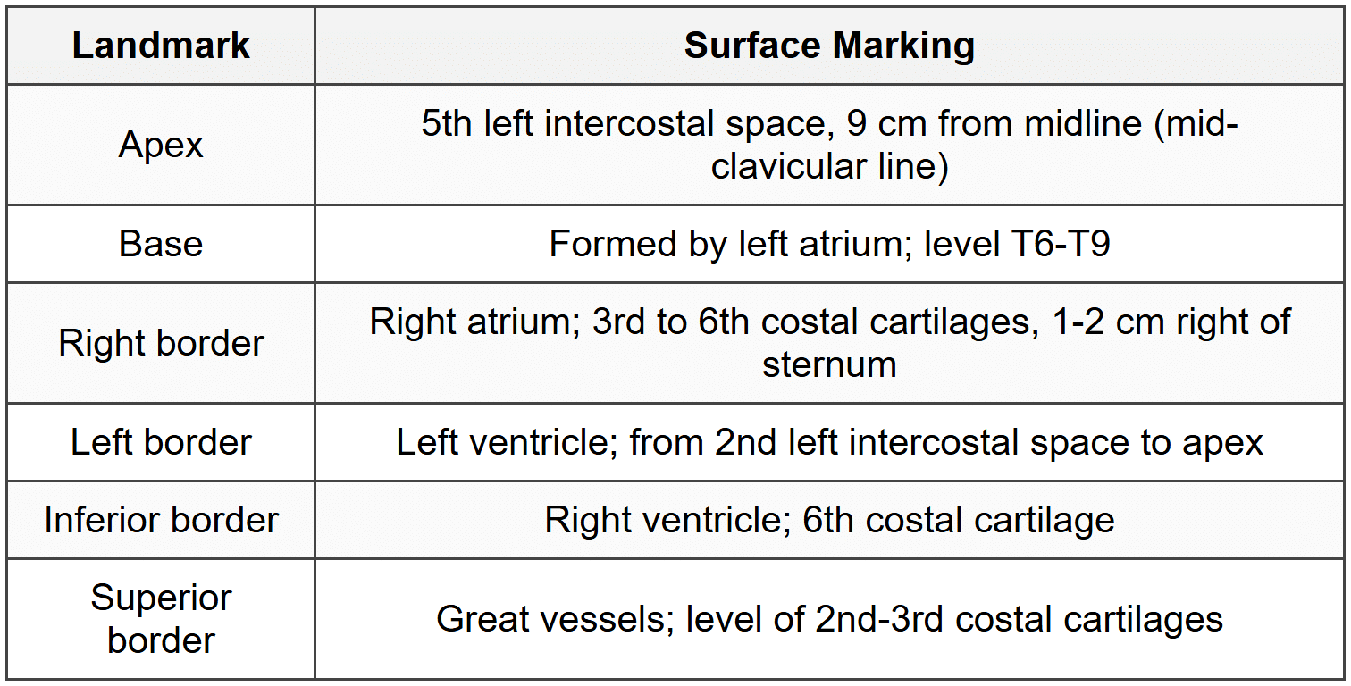 3.2 Heart Position and Surface Anatomy
