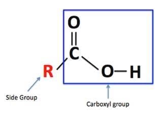 Functional Group