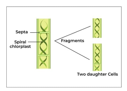 Important Diagrams: How do Organisms Reproduce? | Science Class 10