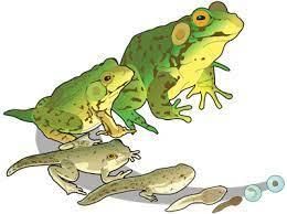 Reproduction in Animals - 1 Class 4 Worksheet Science