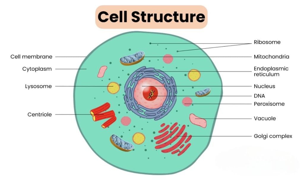 Revision Notes: Cell The Unit Of Life | Biology Class 9 ICSE