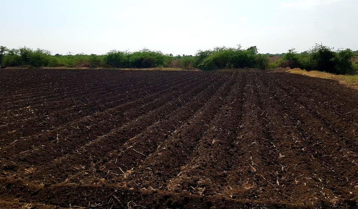 Black Soil