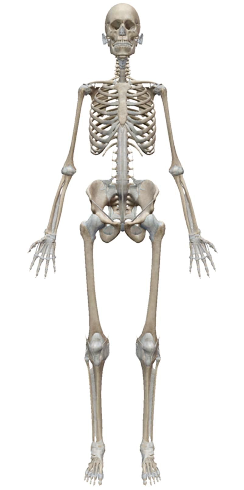 Skeletal and Muscular System - 1 Class 5 Worksheet Science