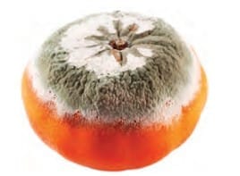 Fruit with microorganism growing on it