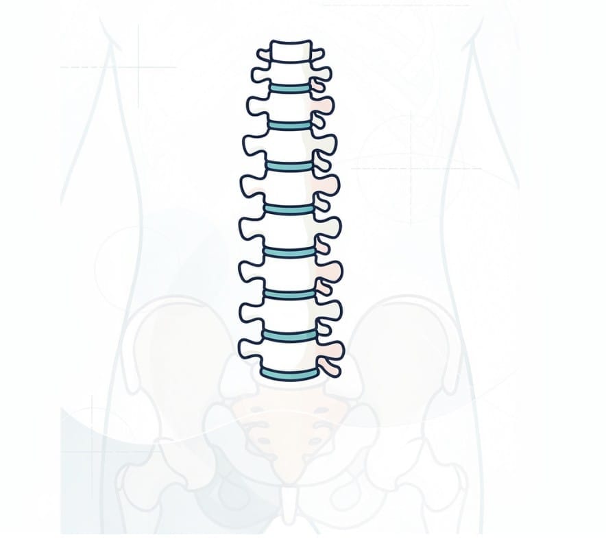Chapter Notes: रीढ़ की हड्डी