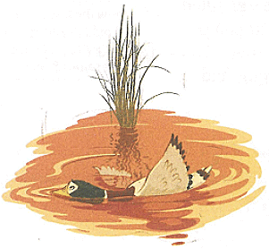 Wild Duck Chapter Notes | Gul Mohar Class 6: Book Solutions, Summaries & Worksheets