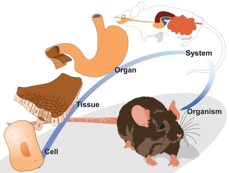 MCQ (Solution) - The Invisible Living World: Beyond Our Naked Eye | Science Curiosity Class 8 -  New NCERT