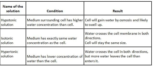 The Fundamental Unit of Life Class 9 Notes Science Chapter 5