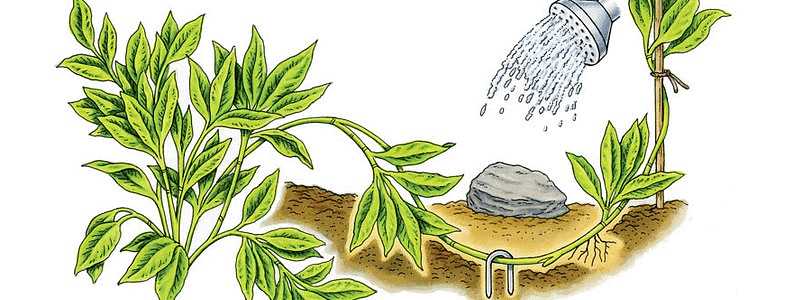 Reproduction in Plants | Science Class 5