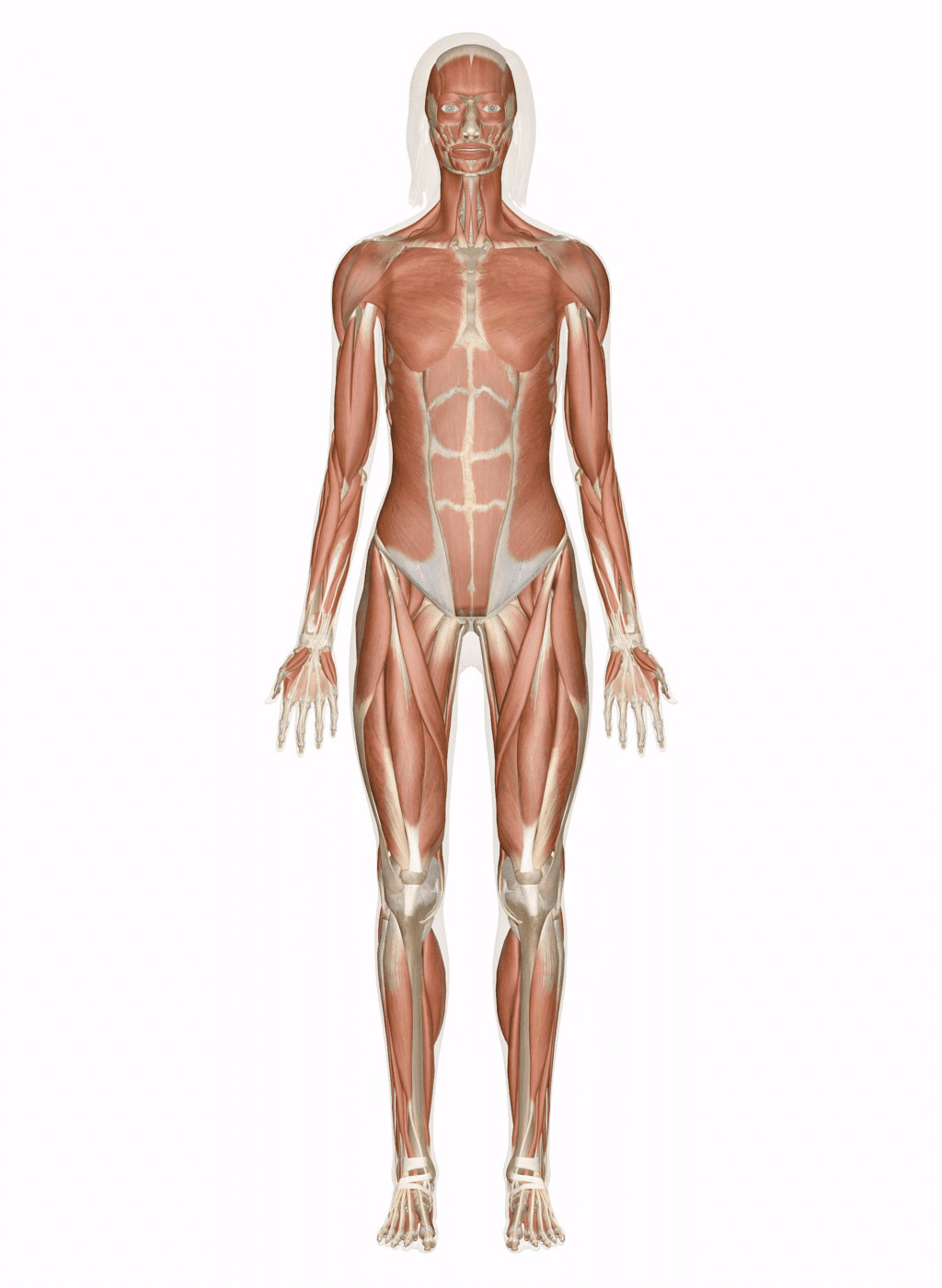 Muscles & Types of Muscles | Science Class 5