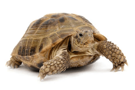 Movement in Animals | Science Class 5
