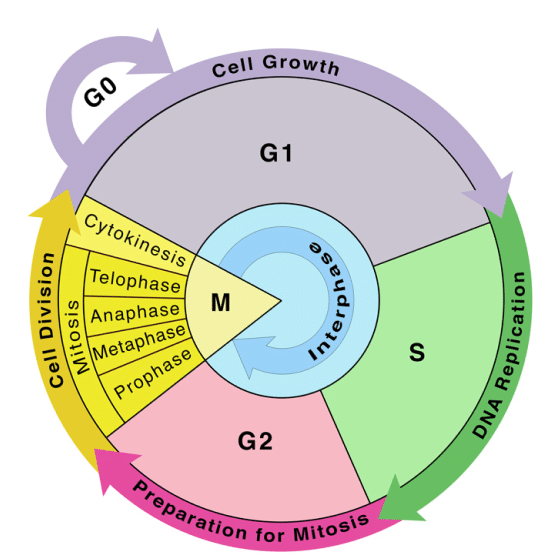 Phases of cell cycle 