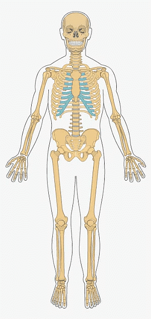 The Skeletal System | Science Class 5